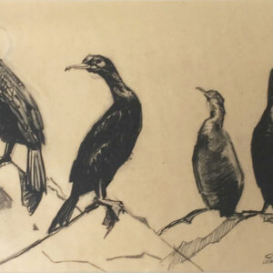 fine art print of charccoal drawing of Shags by Lia Pellegrini