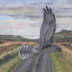 young male pallid harrier watercolour painting