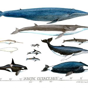 arctic cetaceans