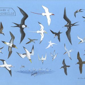 Seychelles Seabirds