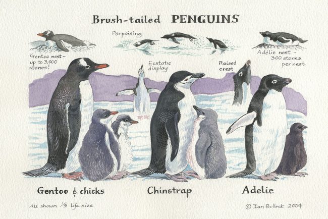 Brush-tailed Penguins