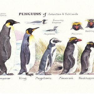 Penguins of Antarctica & Falklands