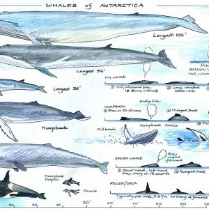 Whales of Antarctica