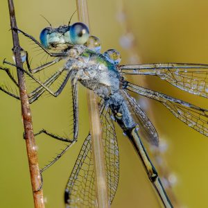 Emerald Damselfly in Dew