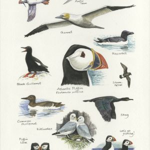 Arctic Seabirds