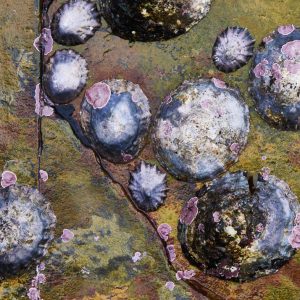 Limpets covered in Pink Algae on yellow algae-covered rock