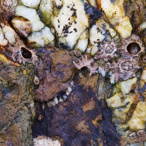 Disused Barnacle Shells on Rock, with quartz teeth
