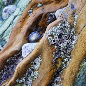 Barnacles and Common Limpets on Rock at Marloes Sands, South Pembrokeshire.