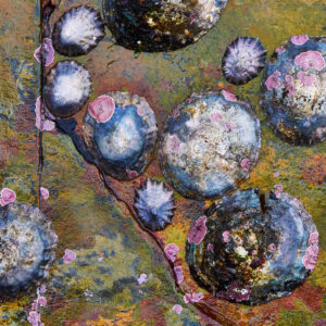 Photographic print by Maggie Studholme