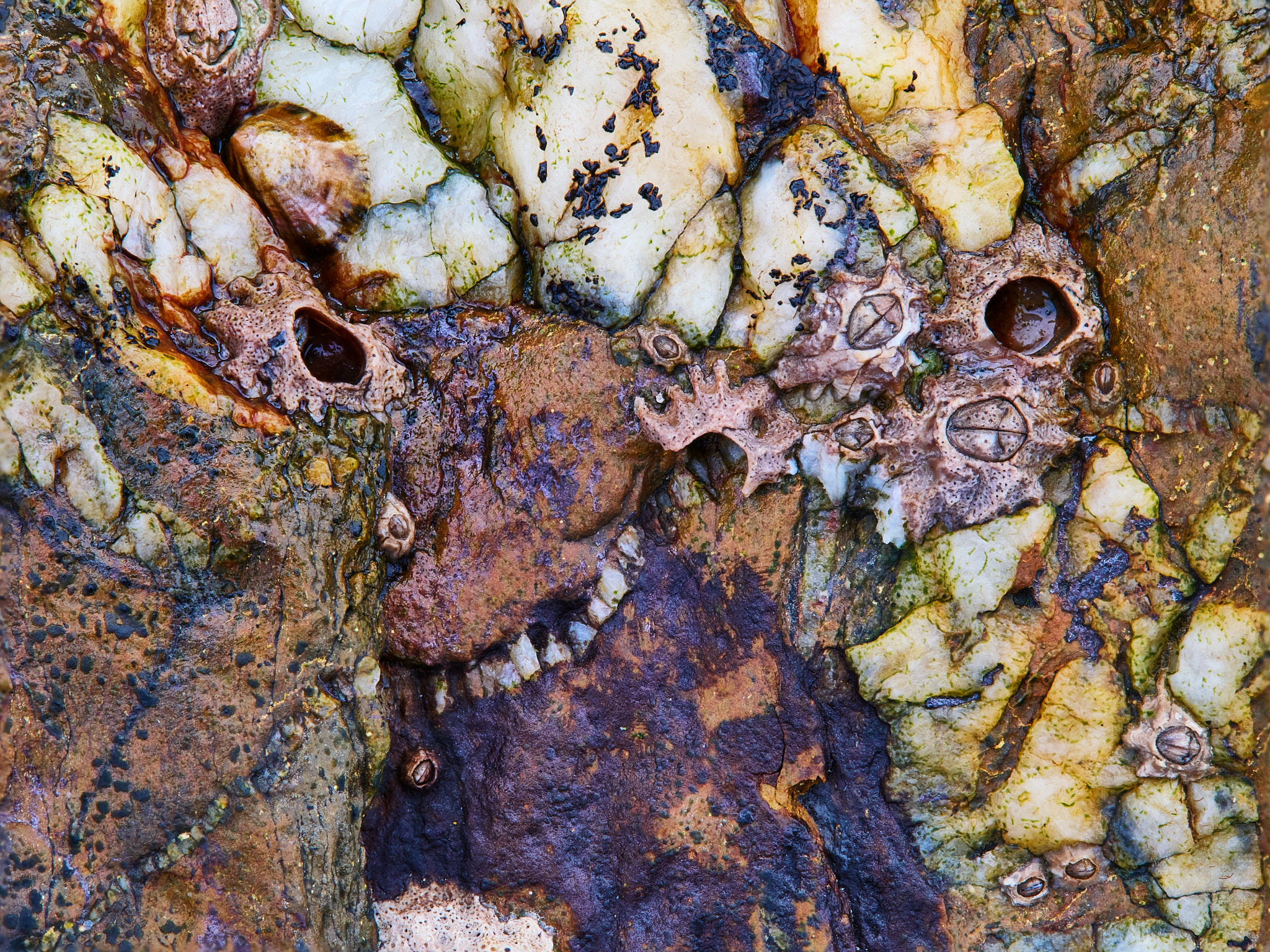 Photographic print by Maggie Studholme