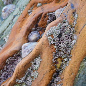 Photographic print by Maggie Studholme