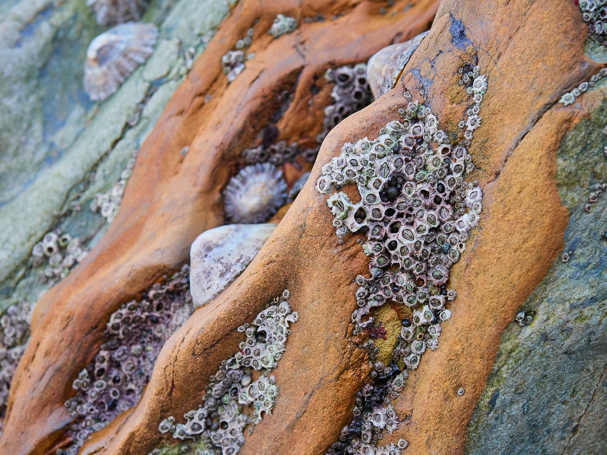 Photographic print by Maggie Studholme