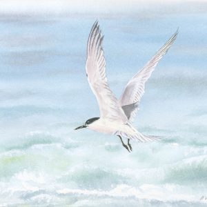 Arctic Tern over a Choppy Sea