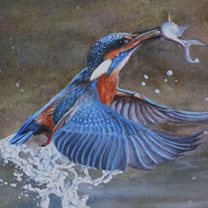 Kingfisher - Catch of the day