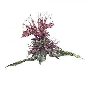 Bee Balm