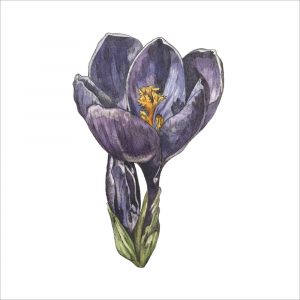 Crocus