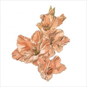 Gladiolus