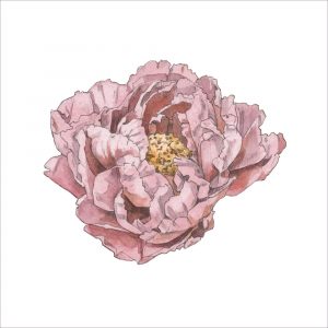 Peony