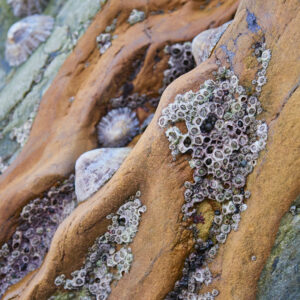 close-up photographic print of barnacles and limpets in South Pembrokeshire on Marloes Beach. Wall Art. Fine Art print.