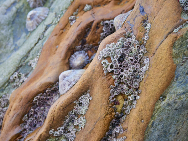 close-up photographic print of barnacles and limpets in South Pembrokeshire on Marloes Beach. Wall Art. Fine Art print.