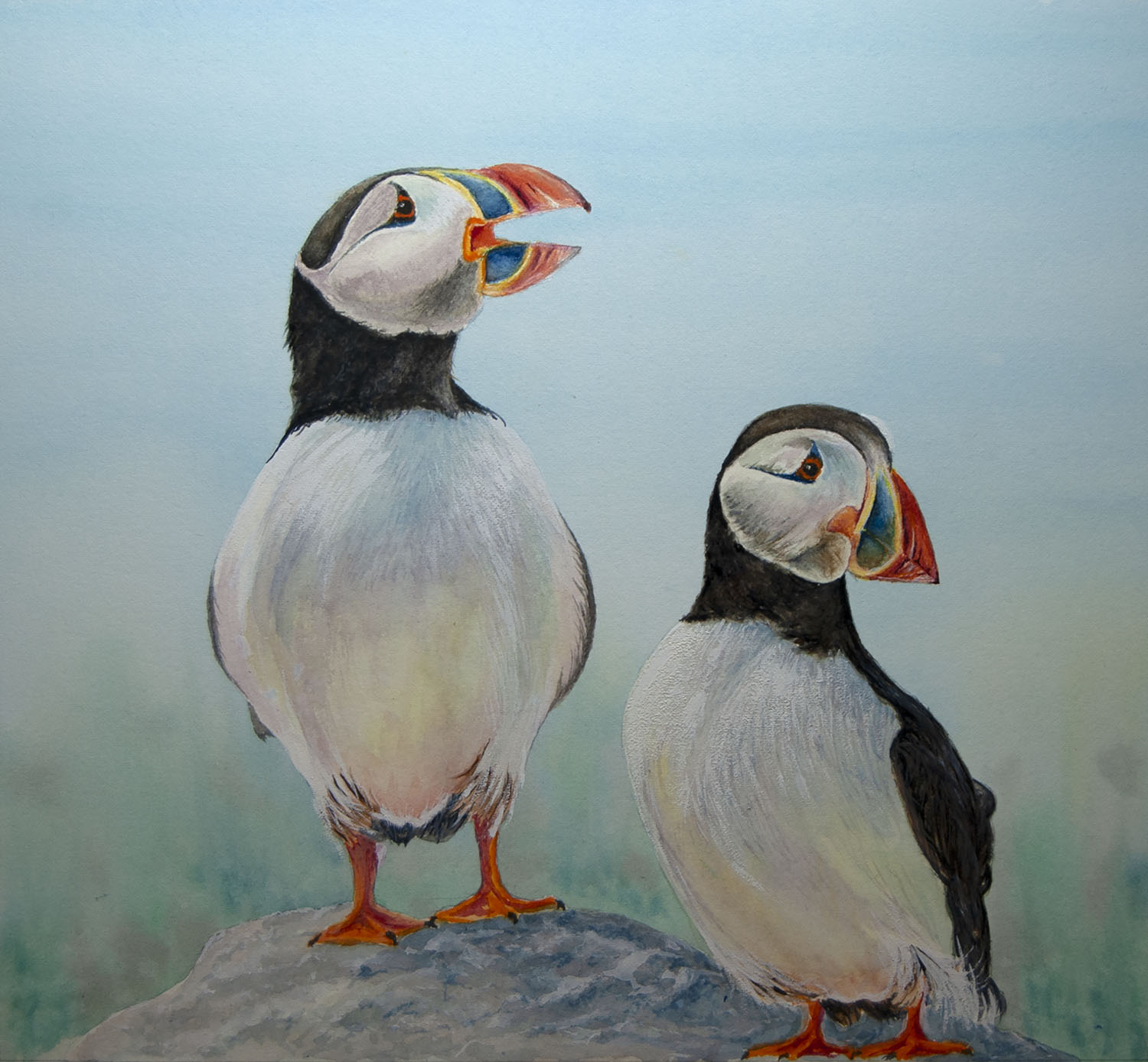 Puffins on Parade