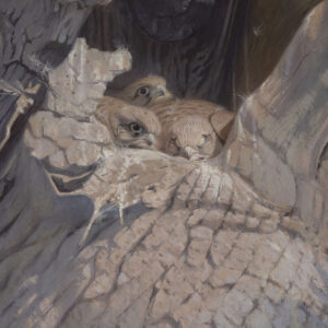 Gouache painting of Baby Kestrels by Paul MacDermot
