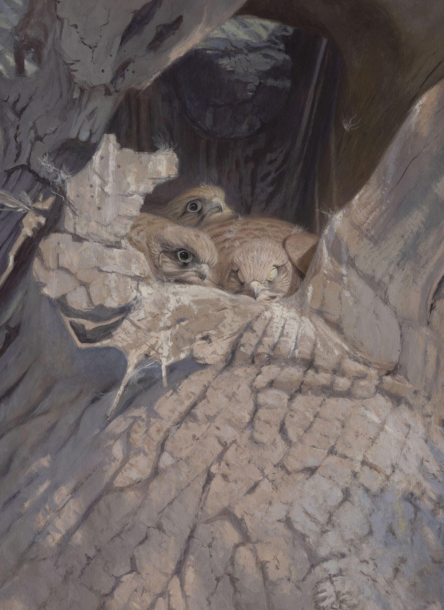 Gouache painting of Baby Kestrels by Paul MacDermot