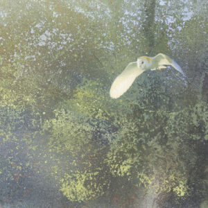 Oil tempera painting of Barn Owl by Paul MacDermot