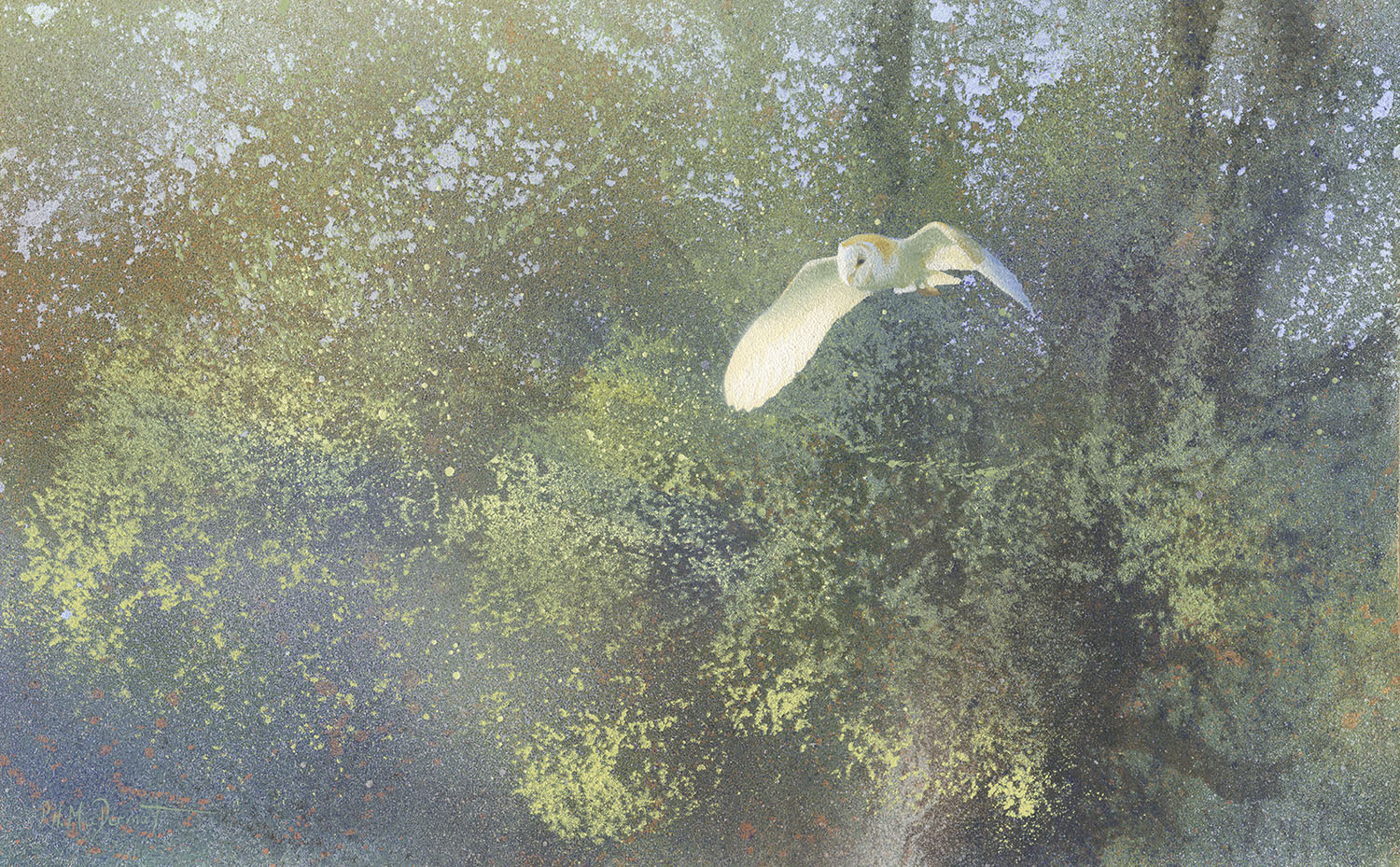 Oil tempera painting of Barn Owl by Paul MacDermot