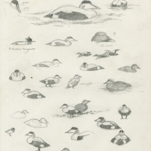 Eider Study