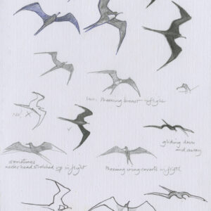 Flying Frigate Birds