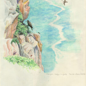 Frigatebirds, Fodies