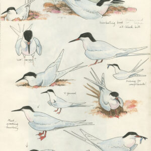 Roseate Terns