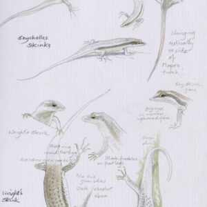 Skinks & Geckos in Aride