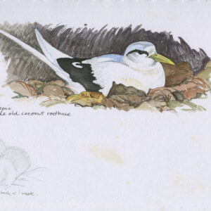 Tropic Bird at the Nest