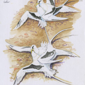 Tropic Birds Fighting