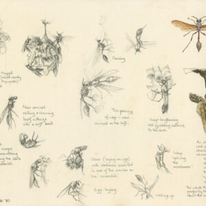 Wasp Observation 1970 Kenya