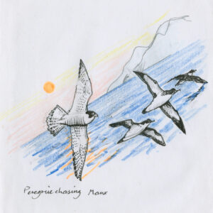 watercolour painting of Peregrine chasing a Manx Shearwater off Ramsey Island