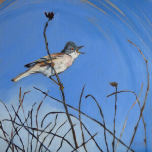 fine art print of painting of a Whitethroat by Philippa Mitchell