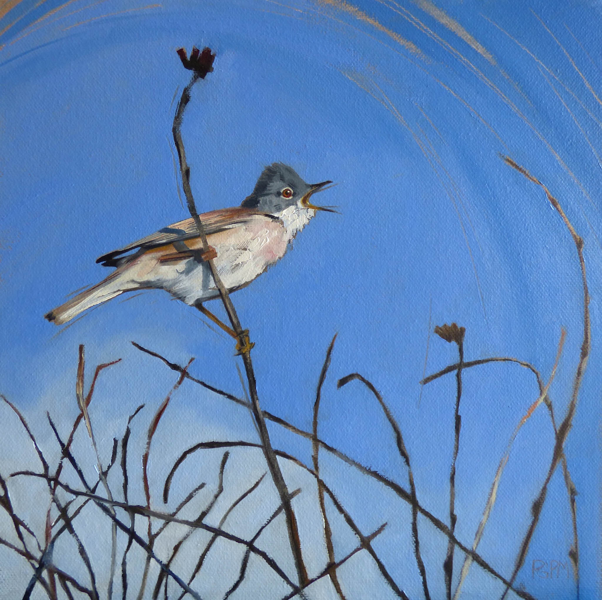 fine art print of painting of a Whitethroat by Philippa Mitchell