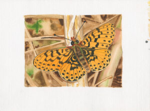 fine art print of watercolour painting by Steven Roe Fritillary butterfly