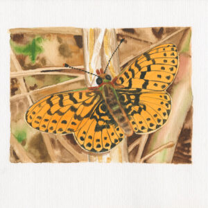 fine art print of watercolour painting by Steven Roe Fritillary butterfly