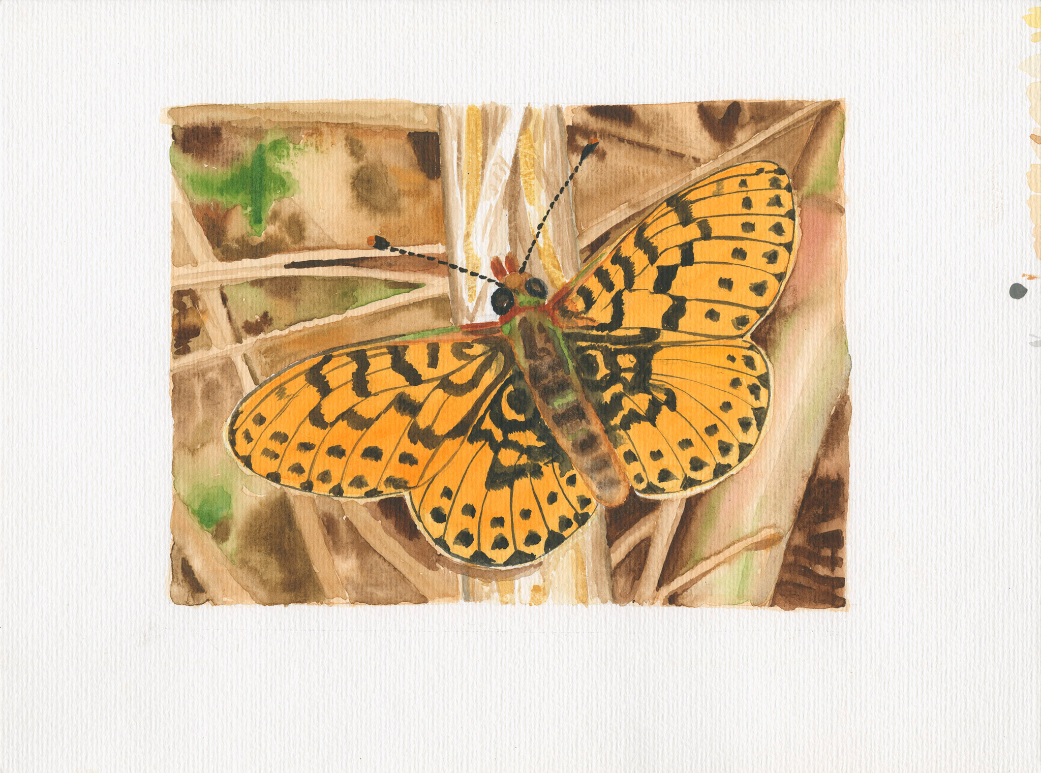 fine art print of watercolour painting by Steven Roe Fritillary butterfly