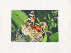 fine art print of watercolour painting by Steven Roe Admiral butterfly