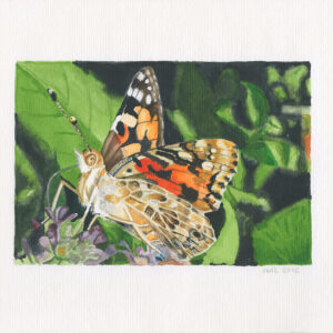 fine art print of watercolour painting by Steven Roe Admiral butterfly