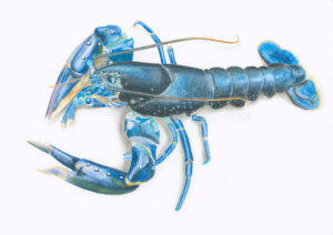 fine art print of watercolour painting of Lobster by Steven Roe