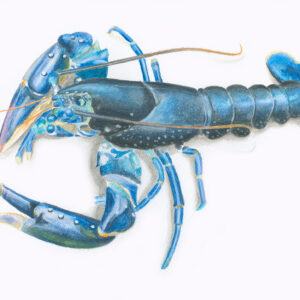 fine art print of watercolour painting of Lobster by Steven Roe