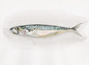 fine art print of watercolour painting of mackerel by Steven Roe