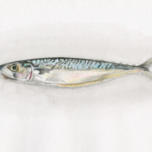 fine art print of watercolour painting of mackerel by Steven Roe