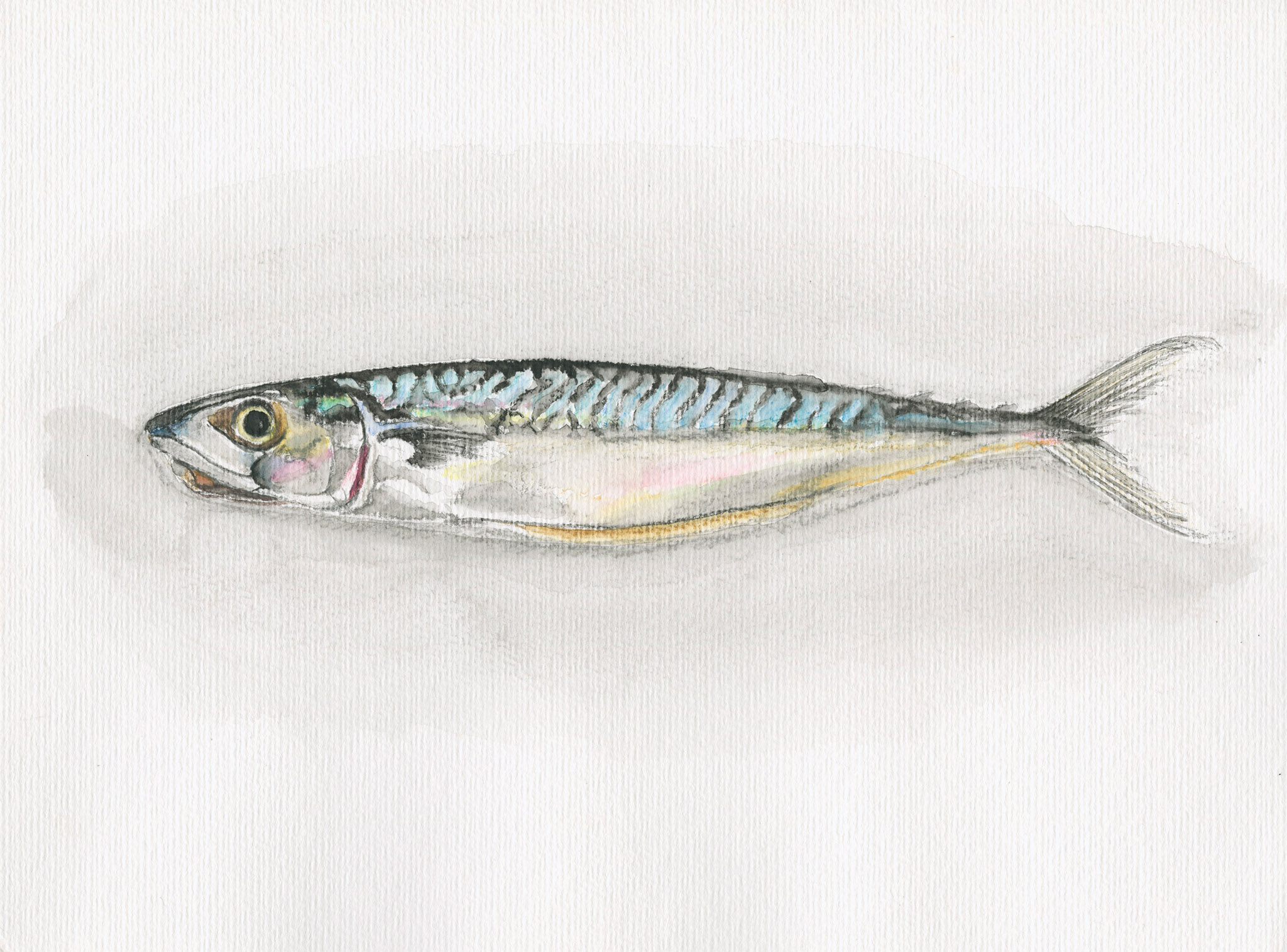 fine art print of watercolour painting of mackerel by Steven Roe